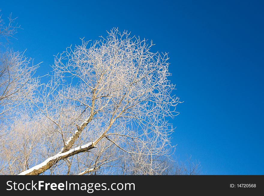 Frozen tree in froast over blu sky