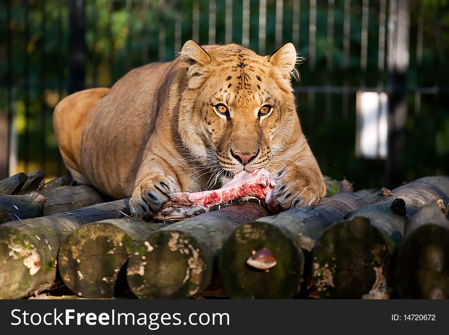 Siberian Liger eating meat in Novosibirsk zoo
