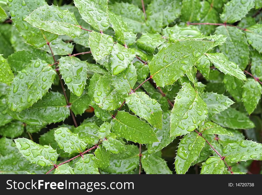 After rain there are lots of raindrops on leaf