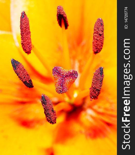 Close-up of orange lily buds. Close-up of orange lily buds.
