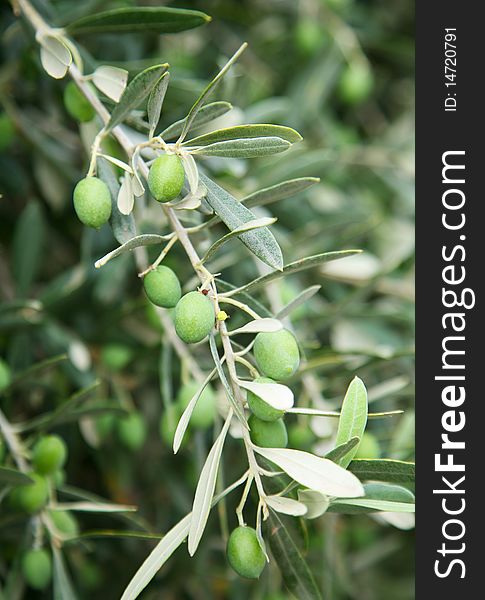 Branch with green olives on the tree