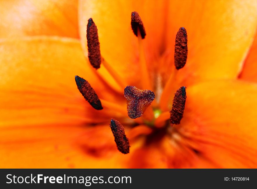 Close-up of orange lily buds. Close-up of orange lily buds.