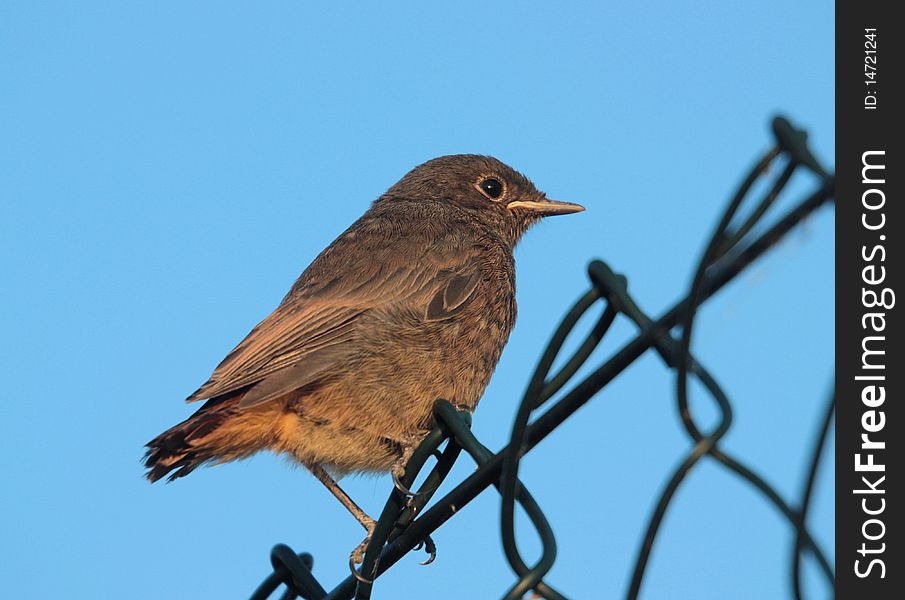 A young bird on fence. A young bird on fence