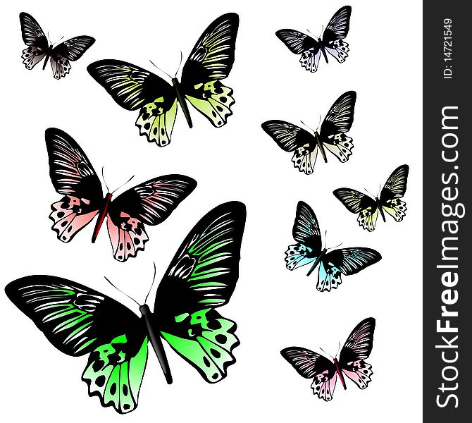 Colored butterflies on a white background. Colored butterflies on a white background