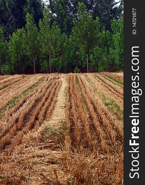 Wheat harvested