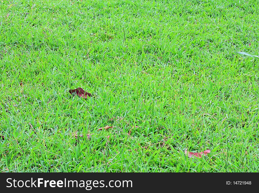 Image of natural green grass field in lawn