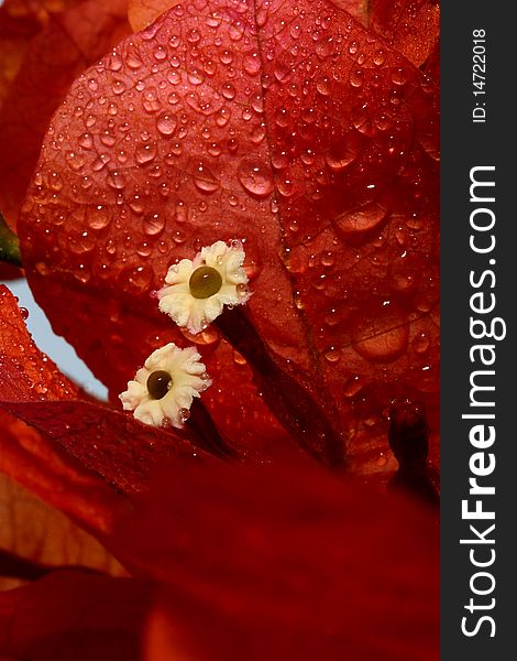 Red petals with water drops close up.