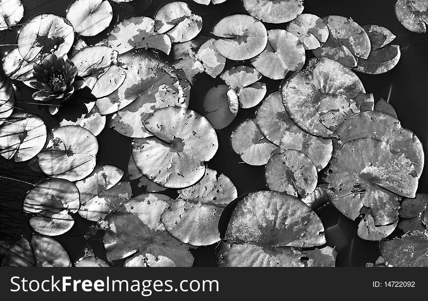 Black and white of water lilies in pond. Black and white of water lilies in pond