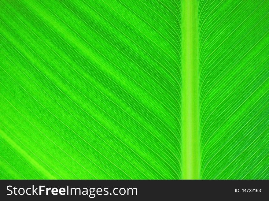 Macro image of a beautiful tropical  leaf.