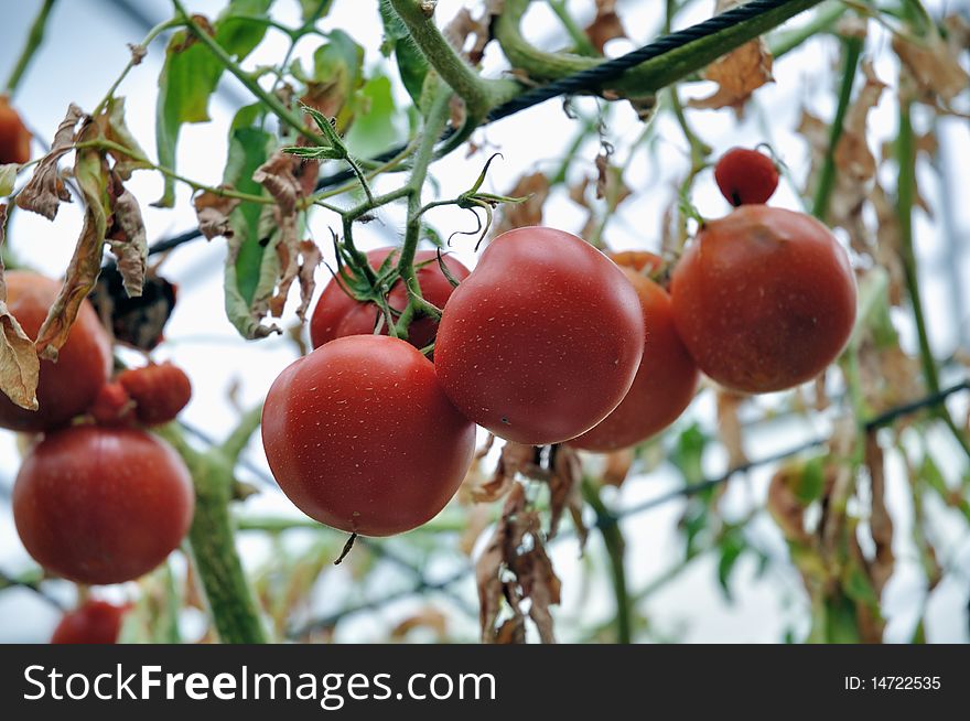 Ripe Red Cherry Tomatoes hang from the vine in an outside garden. Ripe Red Cherry Tomatoes hang from the vine in an outside garden