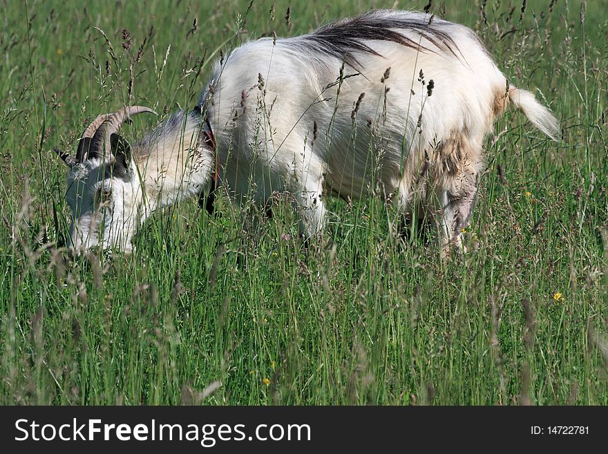 Single goat grazes on meadow