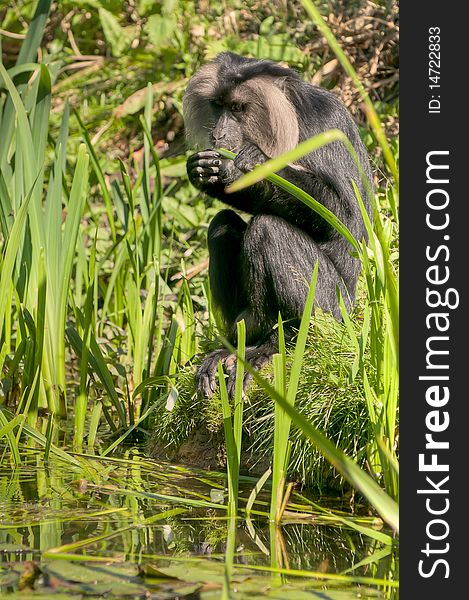 A lion-tailed macaque eating grass