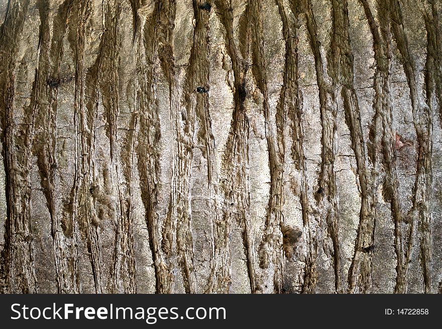 Loseup of old wooden trunk