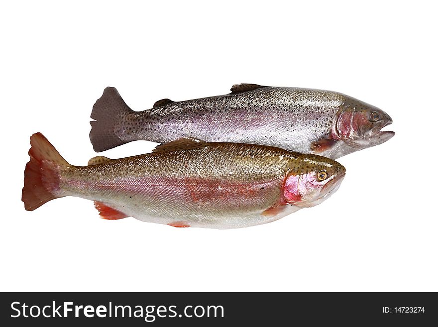 Two fresh trout fish isolate on a white