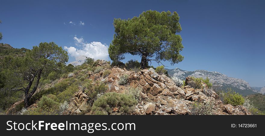 Panoramic view of the tree on the rocky hill