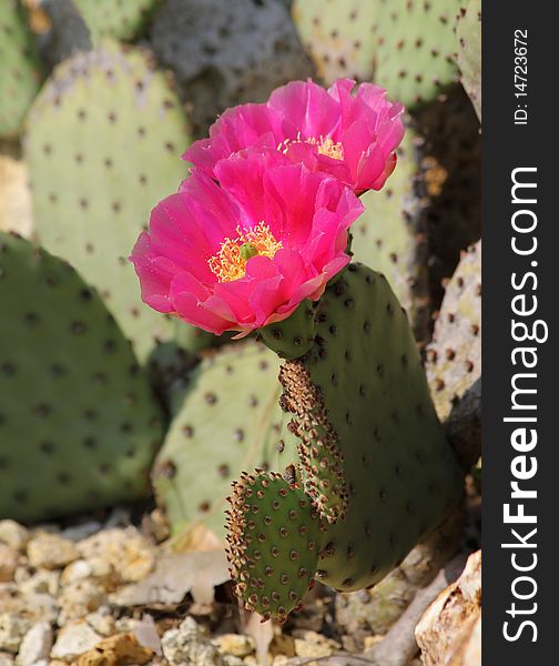 A purple-flowered cactus and desert stones.