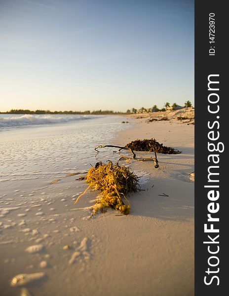 Beach grass early morning in the Bahamas