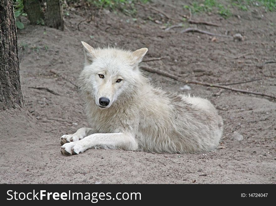A sweet looking little wolf