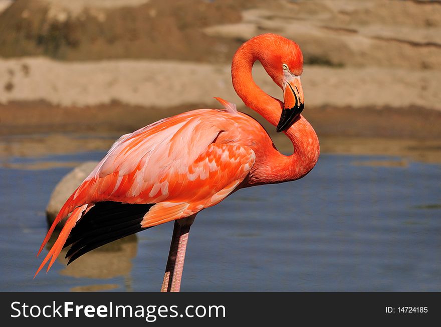 Beautiful pink flamingo on lake. Beautiful pink flamingo on lake.