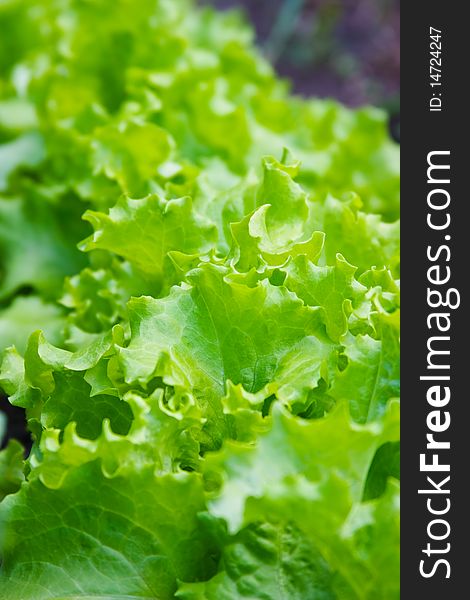 Background from the leaves of green lettuce. Background from the leaves of green lettuce