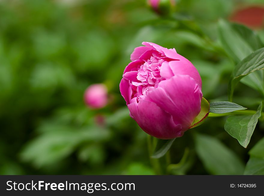 Pink flower of a peony in a garden. Pink flower of a peony in a garden.
