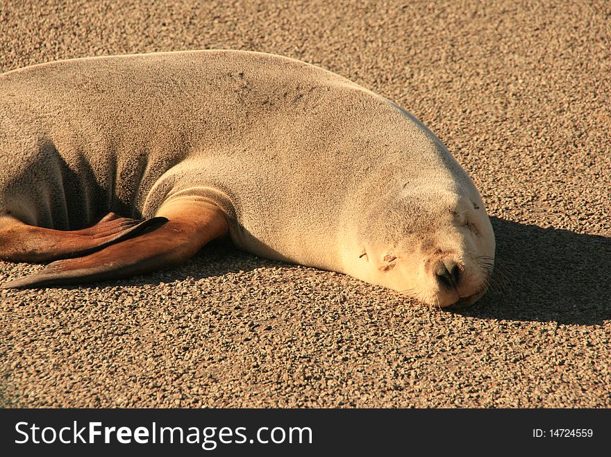 Picture of a seal on the ground