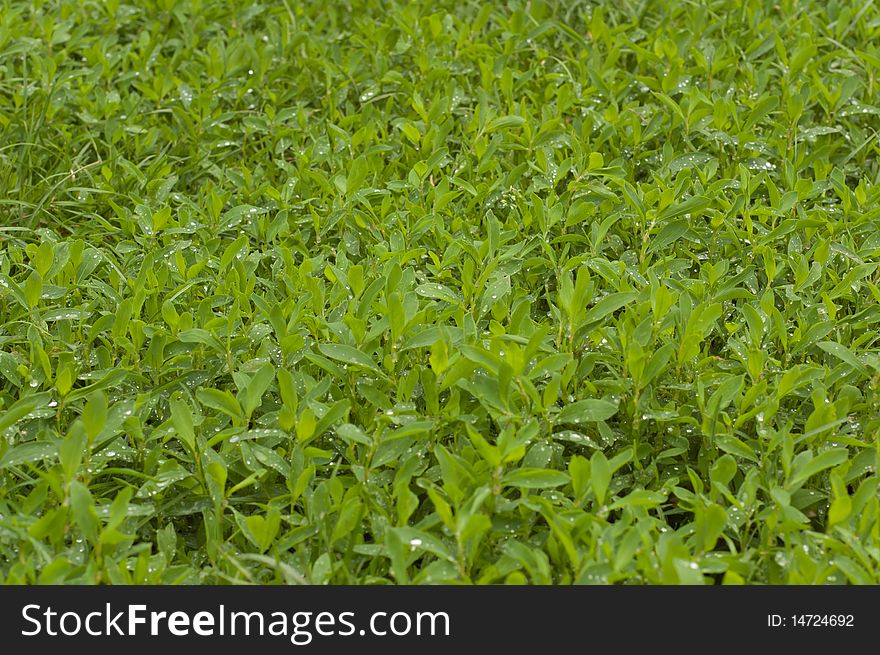 Green grass with water drops. Green grass with water drops.