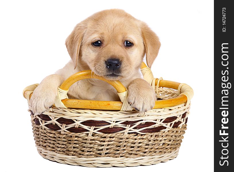 Puppy In A Basket.