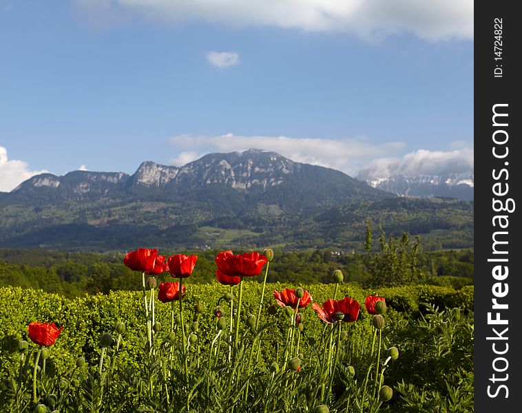 Poppies on a background of the Alpine mountains. Poppies on a background of the Alpine mountains