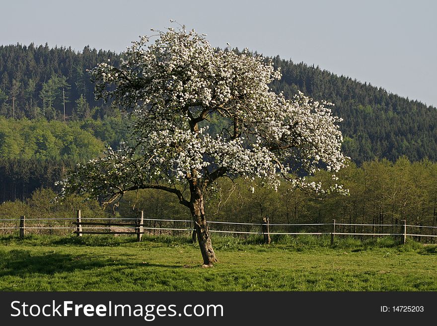 Apple tree in Lower Saxony, Germany, Europe