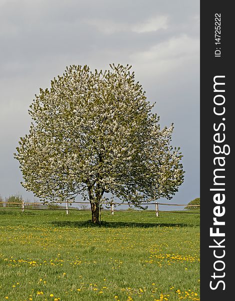 Cherry tree in spring, Lower Saxony, Germany, Europe