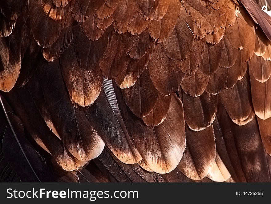 The fragment plumage of a golden eagle.