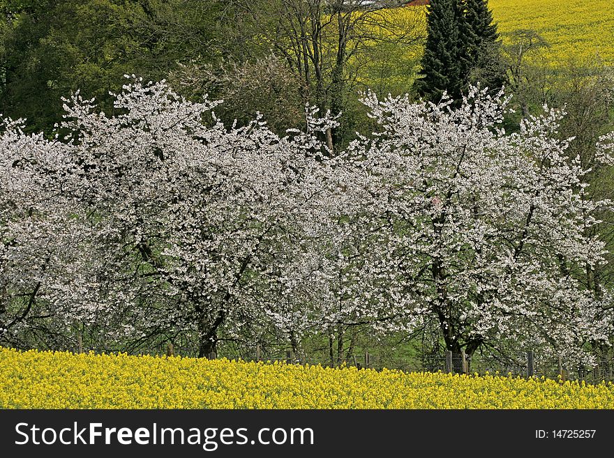 Cherry tree with rape field in spring, Hagen, Lower Saxony, Germany. Cherry tree with rape field in spring, Hagen, Lower Saxony, Germany