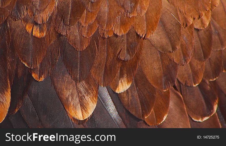 The fragment plumage of a golden eagle.