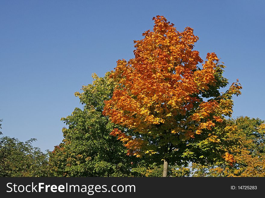 Maple tree in autumn, Lower Saxony, Germany. Maple tree in autumn, Lower Saxony, Germany