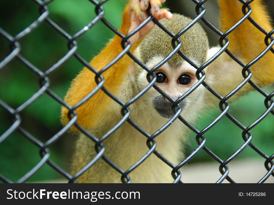 Poor little squirrel monkey holds onto wire fence enclosing him.