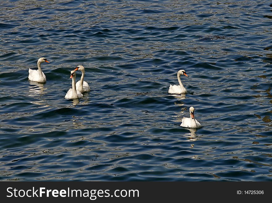 Mute swans family, Cygnus olor in England