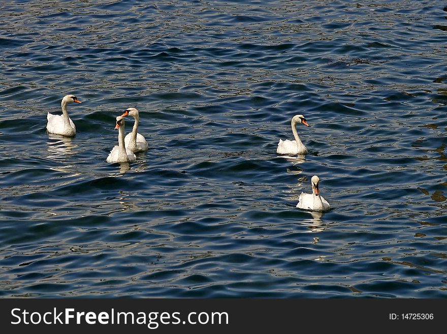 Mute swans family, Cygnus olor