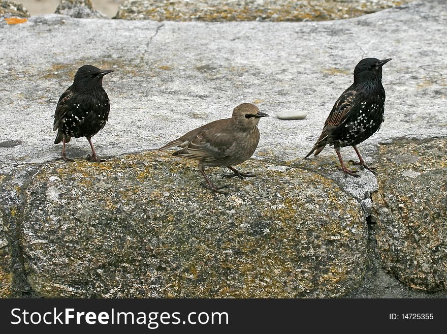 Star, Sturnus vulgaris, Three Starlings in England, Europe
(on the left and right male bird, in the middle a fe3male bird). Star, Sturnus vulgaris, Three Starlings in England, Europe
(on the left and right male bird, in the middle a fe3male bird)