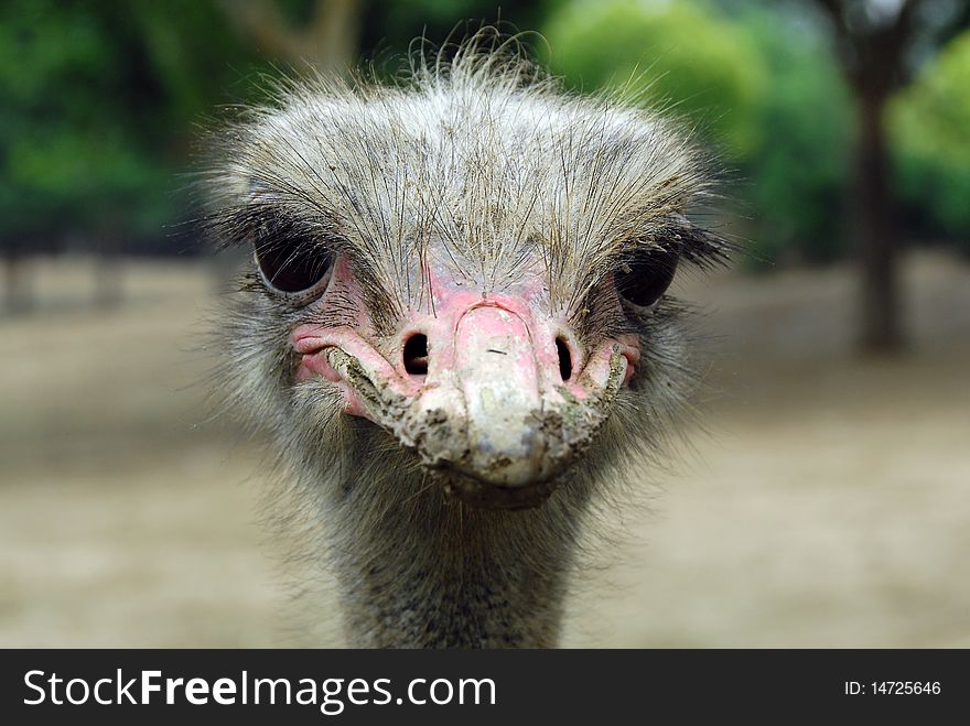 Ostrich S Innocent Eyes