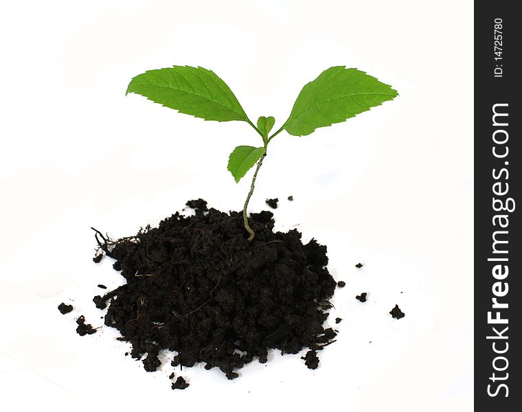 A young tree in dirt isolated on white. A young tree in dirt isolated on white