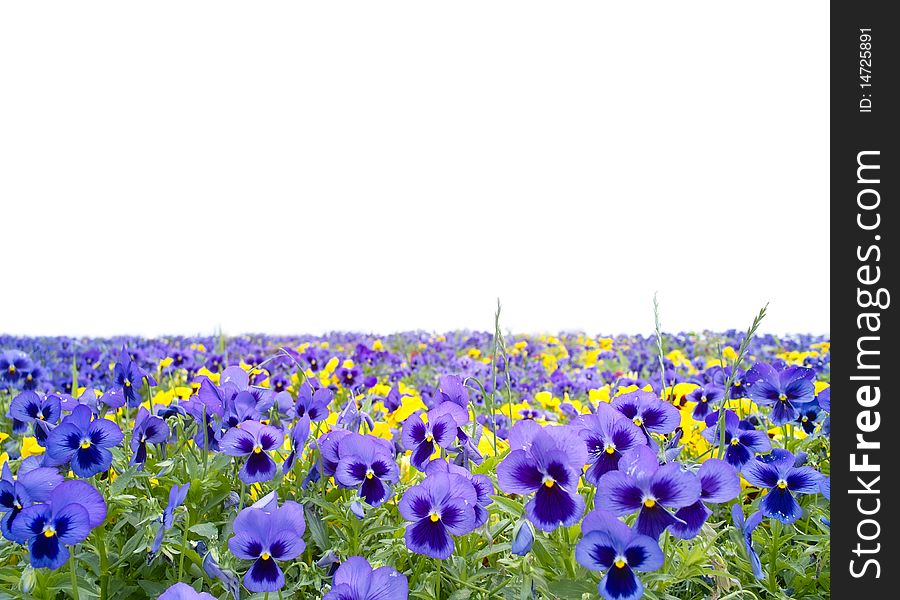 Beautiful pansy on white background