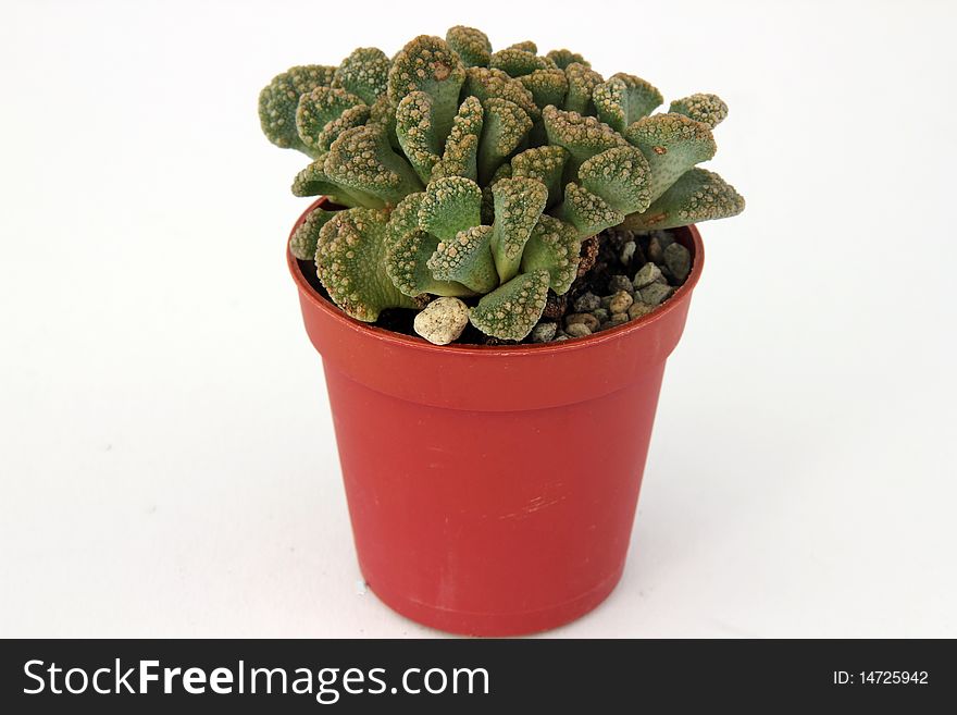 Cactus in a pot in front of white background