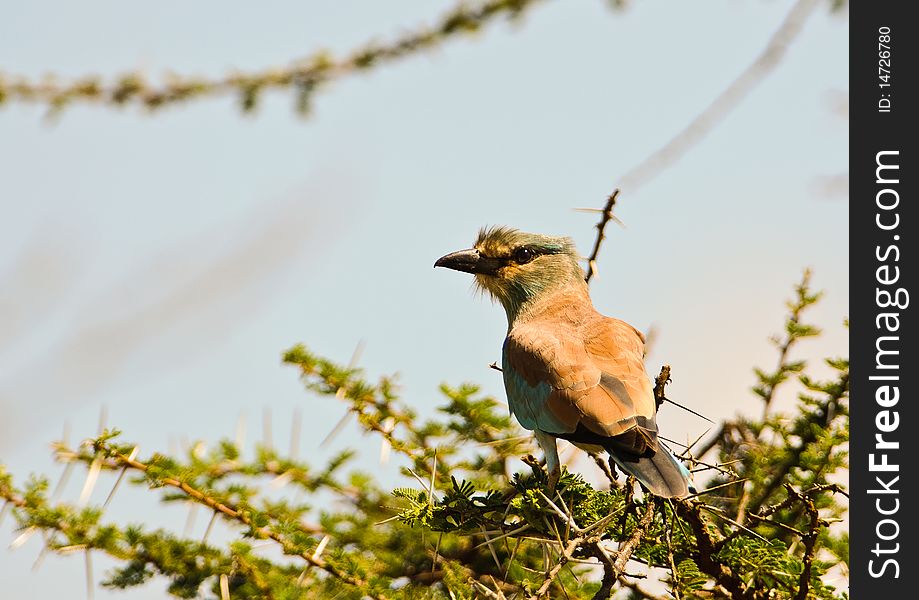 European Roller perching on an acacia at Tsawo West national park in Kenya.