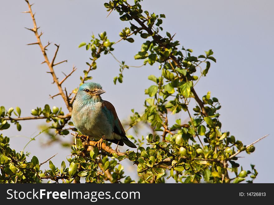 A European RollerÂ´s portrait as sitting on an acacia branch.