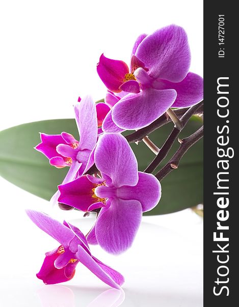 Pink orchid isolated on the white background