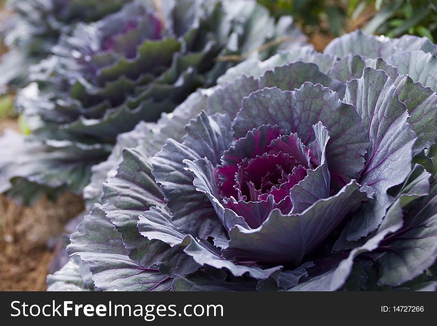 Red cabbage plant, North of Thailand