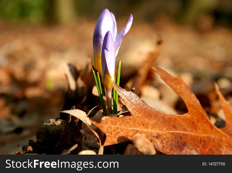 Spring vs autumn, blooming crocus and leaves