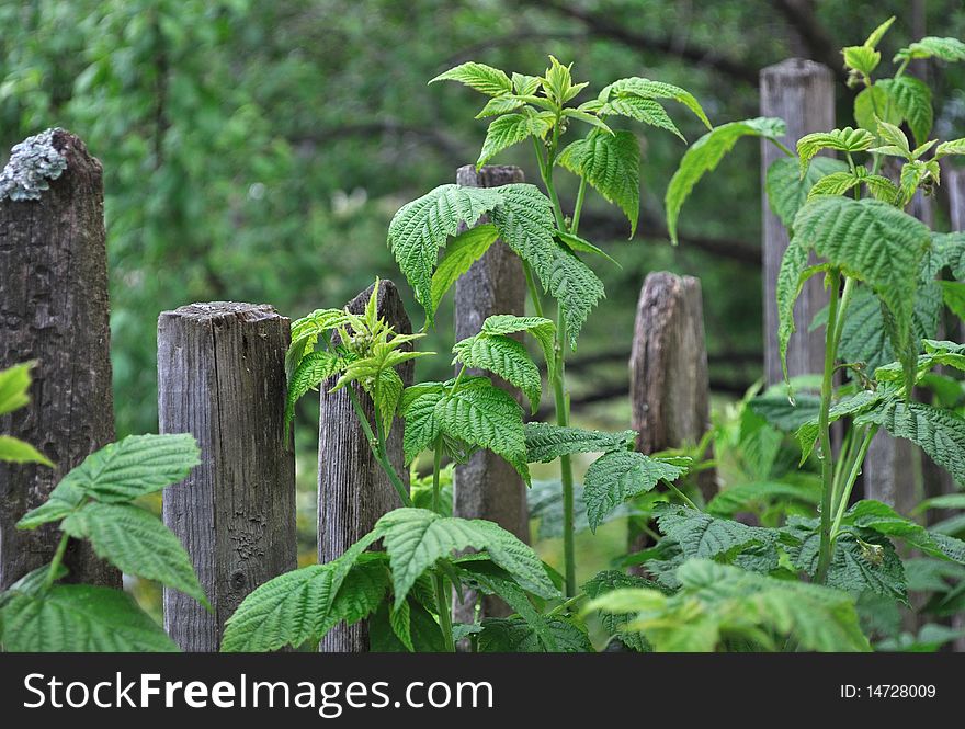 Close up of old wooden fence with green raspberry leaves after rain. Close up of old wooden fence with green raspberry leaves after rain