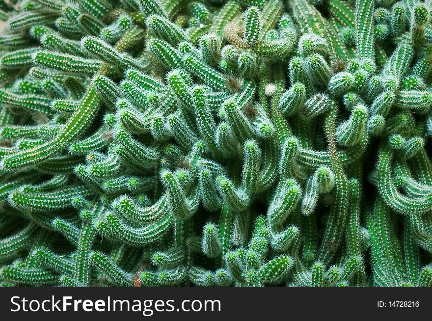 A close-up of a big group of cactus